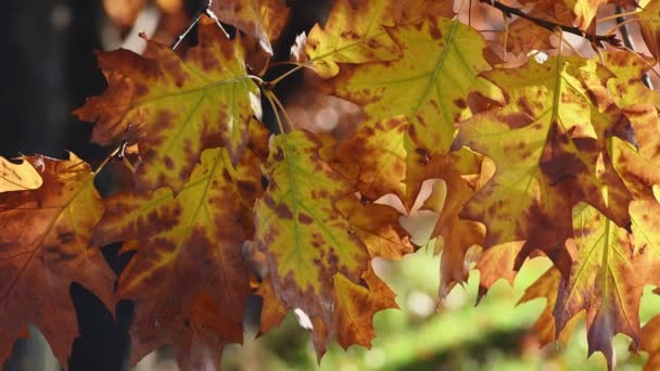 Foglie di quercia dorata nel parco — Video Stock