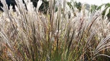 Miscanthus Sinensis bahçede