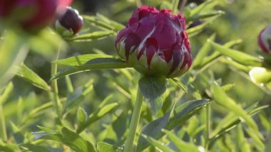 Sabahları kırmızı şakayıklar