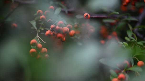 Laranja espinheiro Pyracantha coccinea bagas — Vídeo de Stock