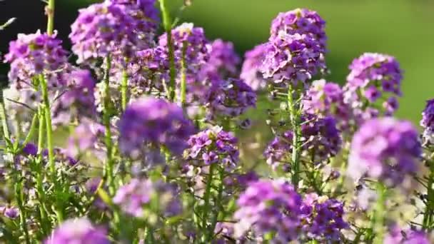 Lobularia maritima flores fechar — Vídeo de Stock