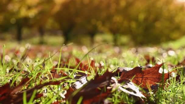 Çimlerin üzerinde sonbahar meşe yaprakları — Stok video