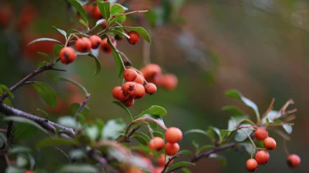 Oranžový ohnivý trn Pyracantha coccinea berries — Stock video