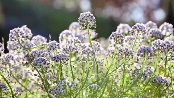 Lobularia maritima bloemen close up — Stockvideo