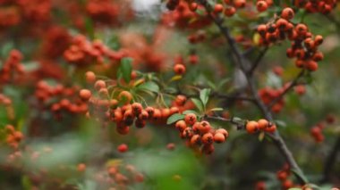Turuncu ateş dikenli Pyracantha coccinea üzümü