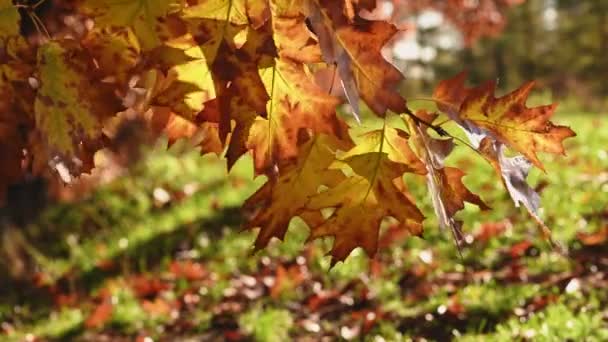 Листя золотистого дуба в парку — стокове відео
