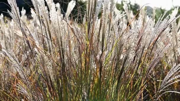 Miscanthus Sinensis в саду — стоковое видео