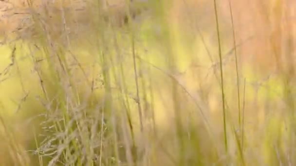 Switchgrass movendo-se ao vento — Vídeo de Stock