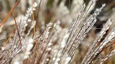 Miscanthus Sinensis bahçede