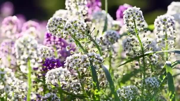 Lobularia maritima bloemen close up — Stockvideo