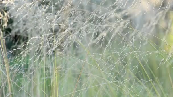 Schakelgras beweegt in de wind — Stockvideo