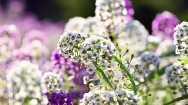 Lobularia maritima çiçekleri kapanıyor.