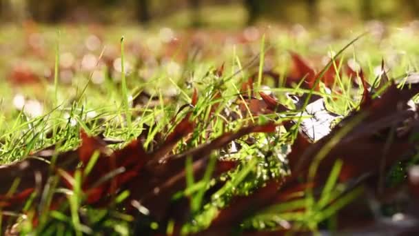 풀 위에 있는 가을 오크 잎 — 비디오