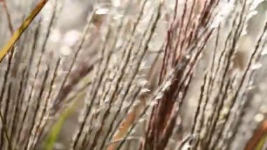 Miscanthus Sinensis bahçede