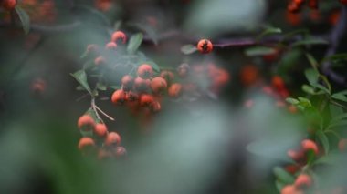 Turuncu ateş dikenli Pyracantha coccinea üzümü