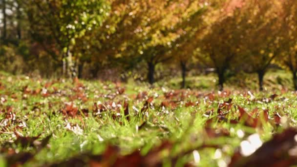 Hojas de roble otoñal sobre hierba — Vídeos de Stock