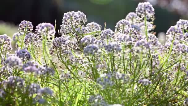 Lobularia maritima květiny zavřít — Stock video