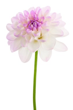 Beyaz dahlia izole