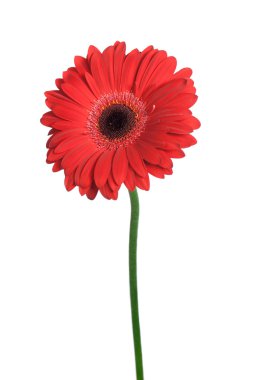 izole kırmızı gerbera