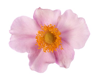 Rubus odoratus çiçek