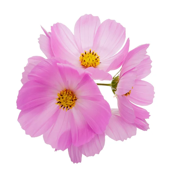Cosmos rosados flores —  Fotos de Stock