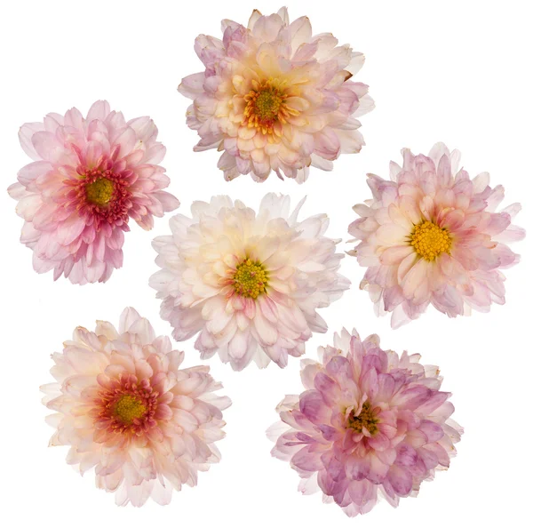 Roze chrysant bloemen — Stockfoto