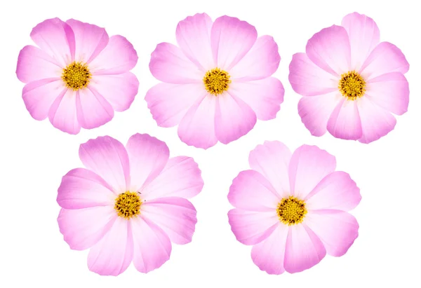 Roze kosmos bloemen — Stockfoto