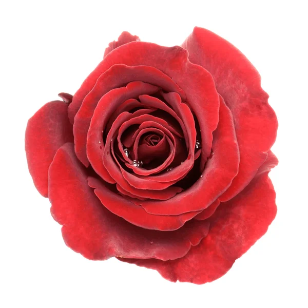 Mawar merah yang indah — Stok Foto
