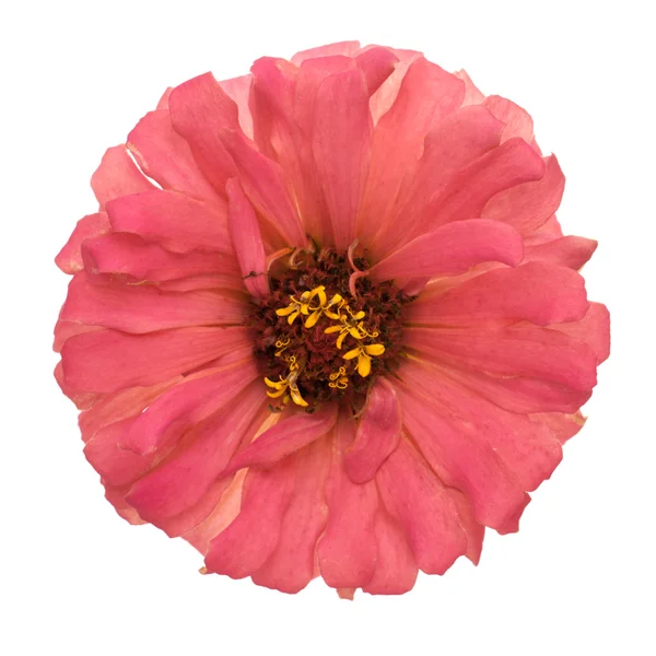 Pink zinnia isolated — Stock Photo, Image