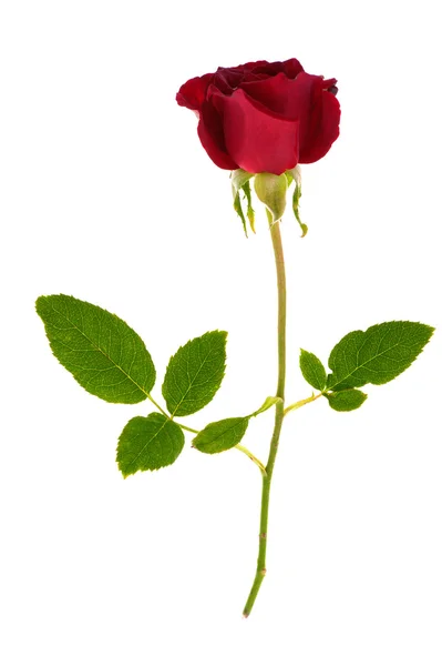 Beautiful red rose — Stock Photo, Image