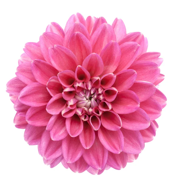 Pink dahlia isolated — Stock Photo, Image