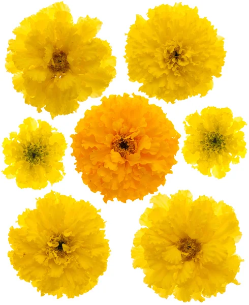 Set of marigolds — Stock Photo, Image