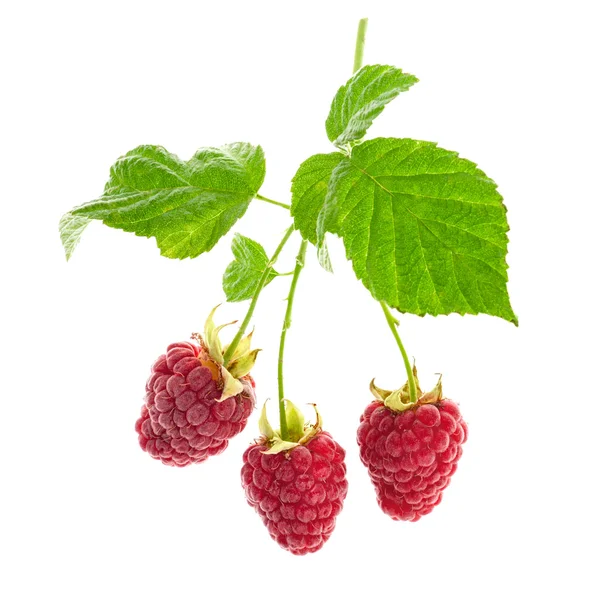 Raspberry with leaves — Stock Photo, Image