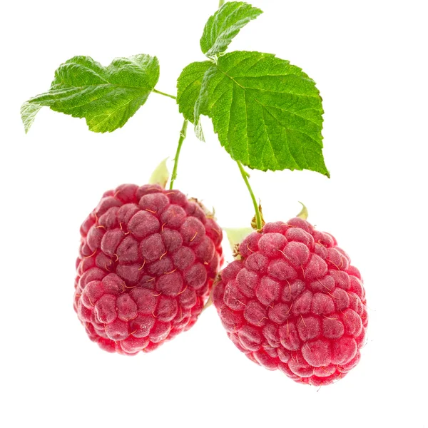 Raspberry with leaves — Stock Photo, Image