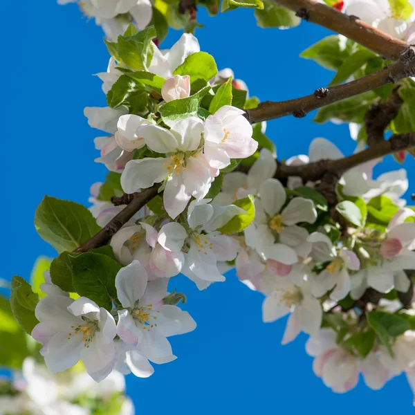 Şeftali blossom şubeleri — Stok fotoğraf