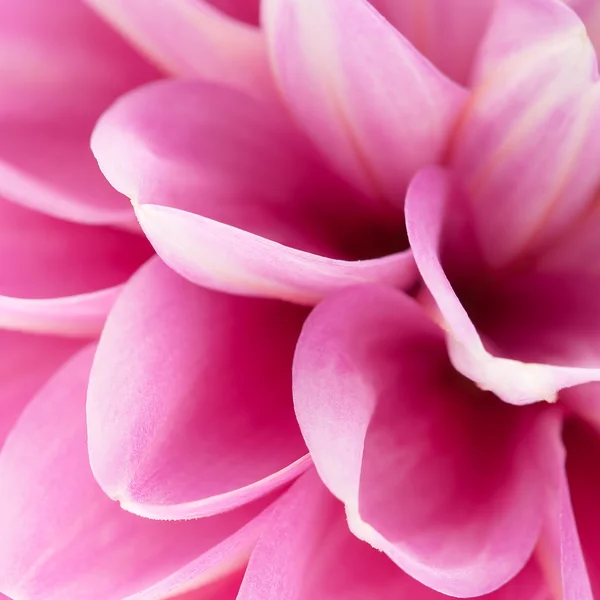 Pink dahlia close-up — Stock Photo, Image