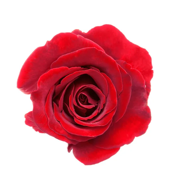 Bella rosa rossa — Foto Stock