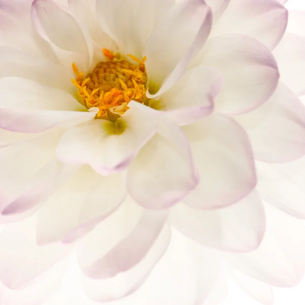 Fond blanc dahlia — Photo