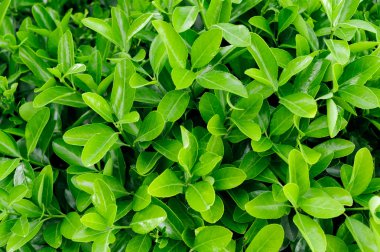 yeşil yapraklar arkaplan