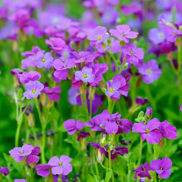 Aubretia Fialový květ — Stock fotografie