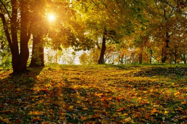 sonbahar park arka plan