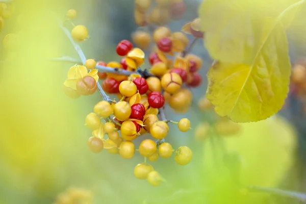 Sfondo bacche agrodolci — Foto Stock