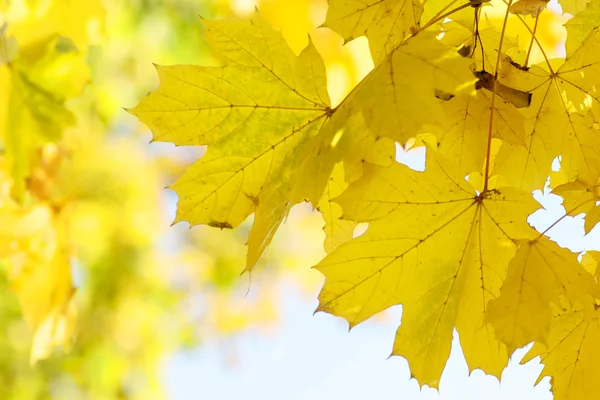 Yellow autumn leaves — Stock Photo, Image