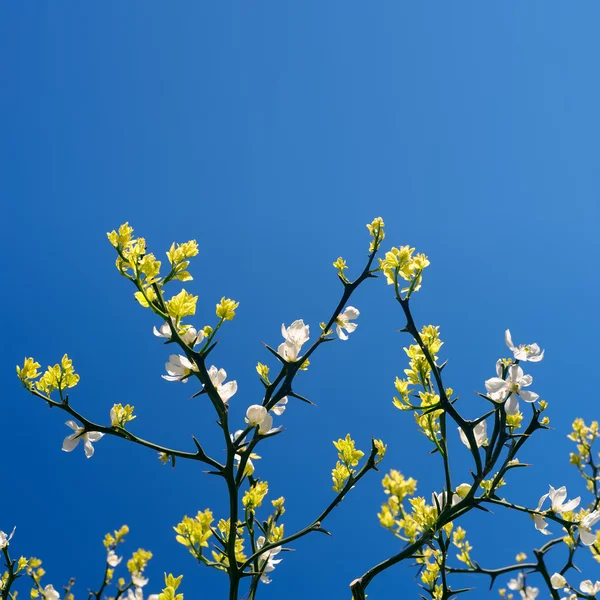 春の花の背景 — ストック写真