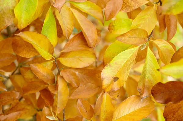 Autumn leaves background — Stock Photo, Image