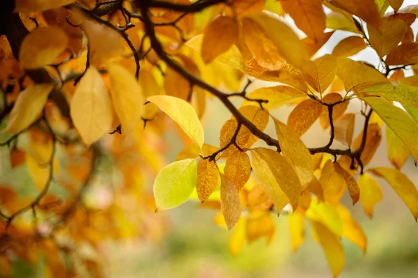 Autumn leaves background — Stock Photo, Image