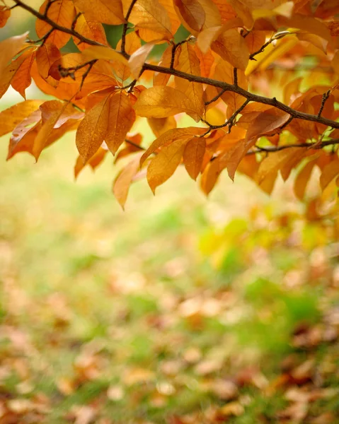 Autumn leaves background — Stock Photo, Image