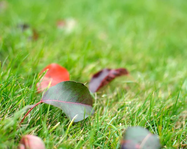 Outono folhas fundo — Fotografia de Stock