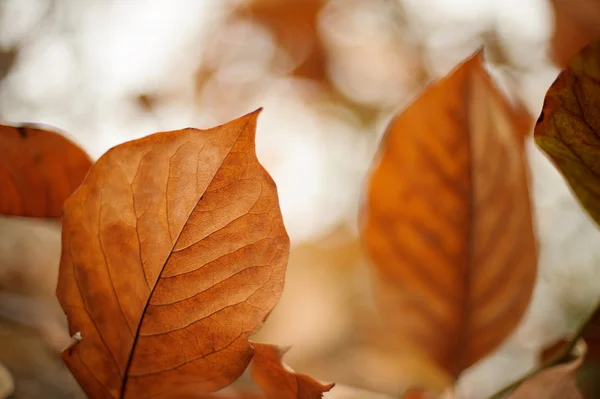 Коричневые листья магнолии — стоковое фото
