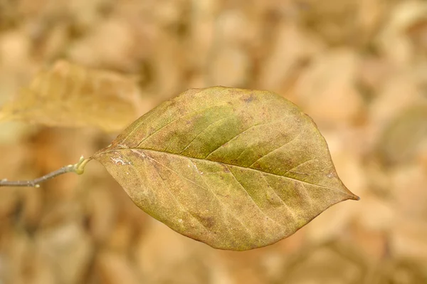 Feuille d'automne fond — Photo